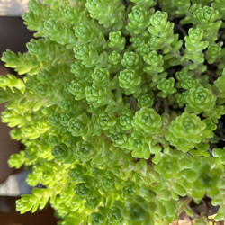 多肉植物 セダム 森村万年草 切り苗20カット 多肉植物 jt-dreams