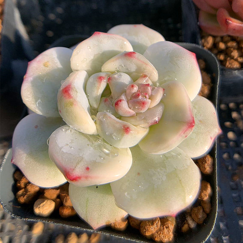 農園直売 多肉植物 寄せ植え エケベリア属 バニラビス錦（単） 観葉 