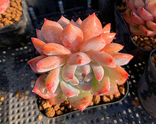 多肉植物　オレンジモーロ2頭 641d3b0c4726eff2bbc48d64637615