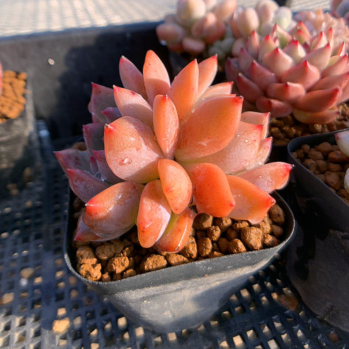 農園直売 多肉植物 寄せ植え エケベリア属 オレンジキャンディ（2頭