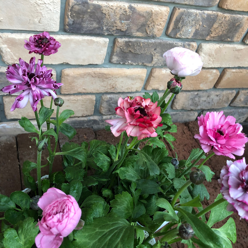 花苗＊ラナンキュラス「イカロス」新種 ピンク その他素材 Comu