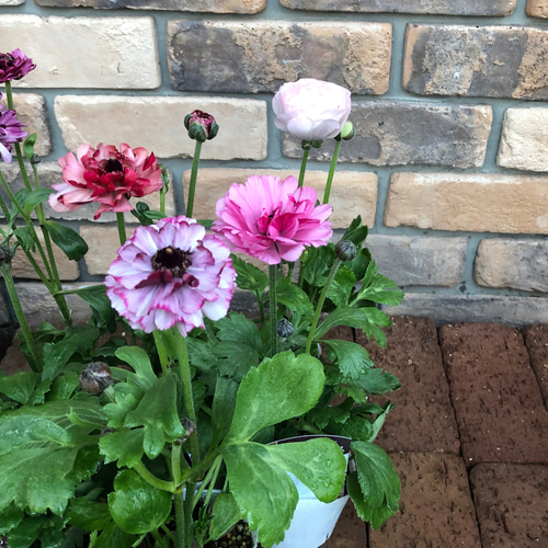 花苗＊ラナンキュラス「イカロス」新種 ピンク その他素材 Comu