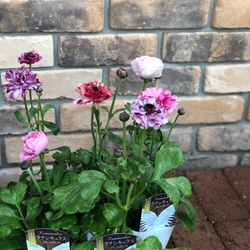 希少【正規品】ラナンキュラス『イカロスピンク』1球 フェミニン おしゃれ 希少【正規品】ラナンキュラス『イカロスピンク』1球 フェミニン