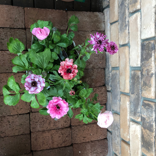 花苗＊ラナンキュラス「イカロス」新種 ピンク その他素材 Comu