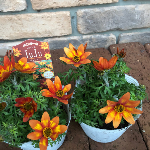 花苗＊ビデンス「juju」ブラッドオレンジ 鮮やかなオレンジのバイ