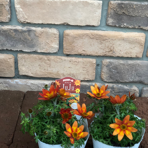 花苗＊ビデンス「juju」ブラッドオレンジ 鮮やかなオレンジのバイ