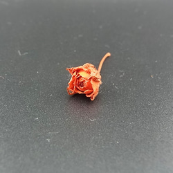 花材  極小ミニバラ ドライフラワー着色加工パーツ オレンジ色 1枚目の画像