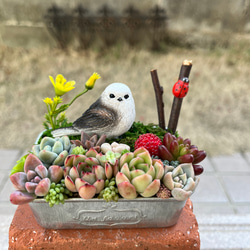 ☆送料無料☆♡そのまま飾れる♡シマエナガちゃんの多肉植物寄せ