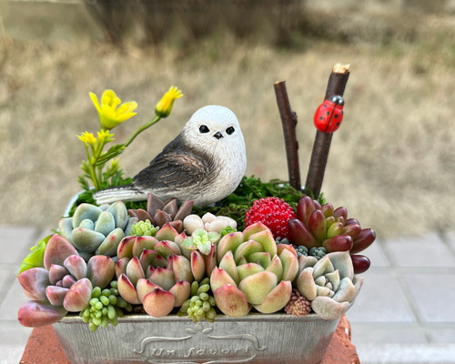 多肉寄せ植え✿くまちゃん✿そのまま飾れます ♡そのまま飾れる♡リメ鉢♬Xmas☆クマちゃんの多肉植物寄せ植え