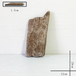 流木　板流木30cm以下　itf147 1枚目の画像