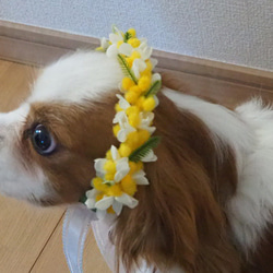 ペット用アクセサリー　レモン色のミモザの花かんむり 6枚目の画像