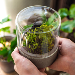 苔テラリウム　72 苔テラリウム 72