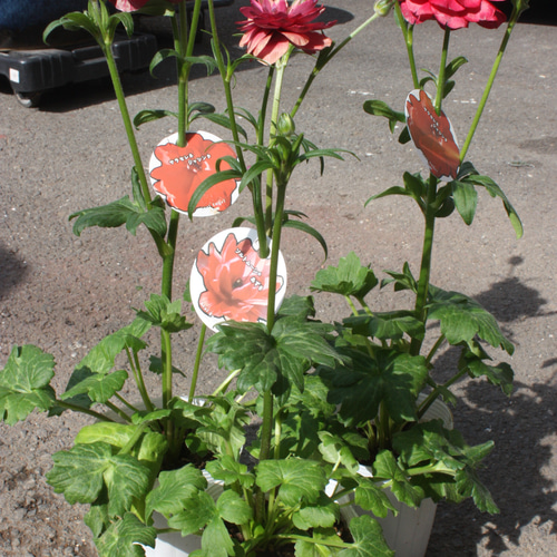 大株♡今年咲きます♪ プロが育てた『ラナンキュラス ランドセル