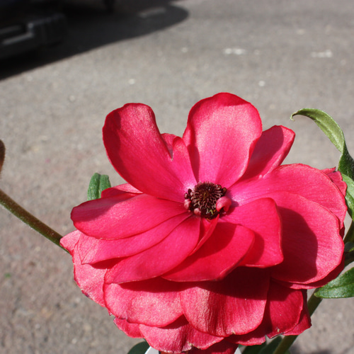 大株♡今年咲きます♪ プロが育てた『ラナンキュラス ランドセル