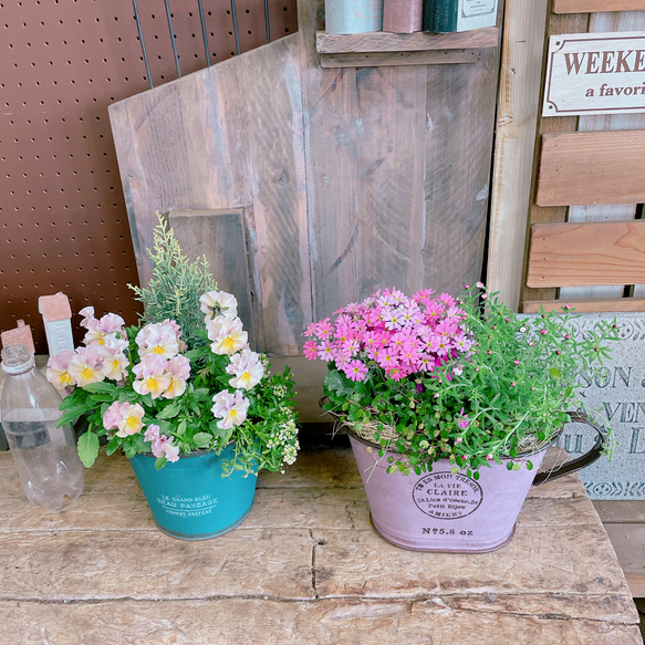 お得な2個セット！現品SALE♡サクラソウ、ビオラ寄せ植え！素敵な