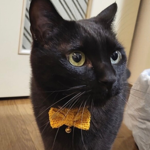 金具を使わない！猫ちゃんにやさしい毛糸の首輪 / 猫の首輪 (リボン 白