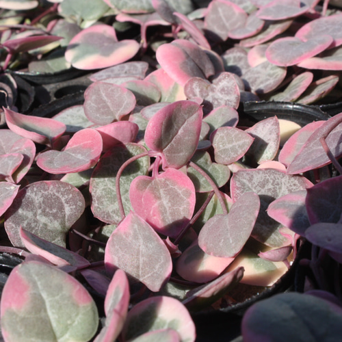 大人気♡希少♡『ハートカズラ・レディハート』ピンク色づいてます