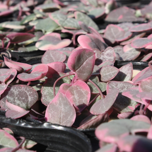 大人気♡希少♡『ハートカズラ・レディハート』ピンク色づいてます