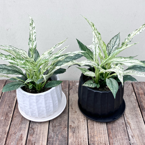 斑入りスパティフィラム＊いせ姫＊オシャレな陶器鉢＊斑入り＊観葉植物