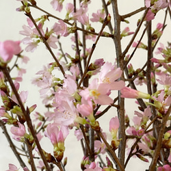 2024年　ドライフラワー 乙女桜　大容量 花びら 150枚　本物の桜 さくら ピンクの花 素材 3枚目の画像