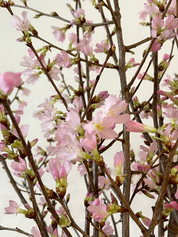 2024年　ドライフラワー 乙女桜　大容量 花びら 150枚　本物の桜 さくら ピンクの花 素材 3枚目の画像