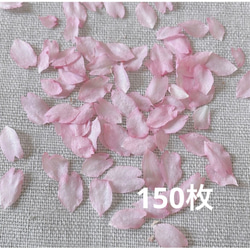 2024年　ドライフラワー 乙女桜　大容量 花びら 150枚　本物の桜 さくら ピンクの花 素材 1枚目の画像