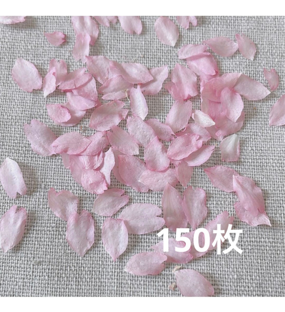 2024年　ドライフラワー 乙女桜　大容量 花びら 150枚　本物の桜 さくら ピンクの花 素材 1枚目の画像