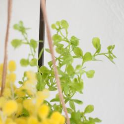 Magical Water / HANGING BASKET Mimosa 9枚目の画像