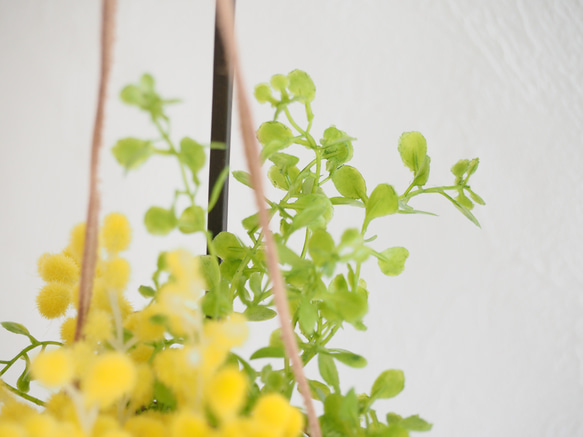 Magical Water / HANGING BASKET Mimosa 9枚目の画像