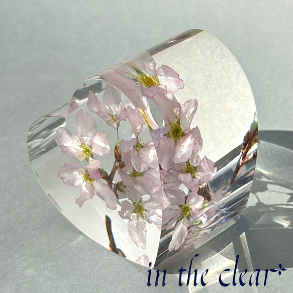 植物標本　桜　啓翁桜　ピンク　ハート型　小 12枚目の画像