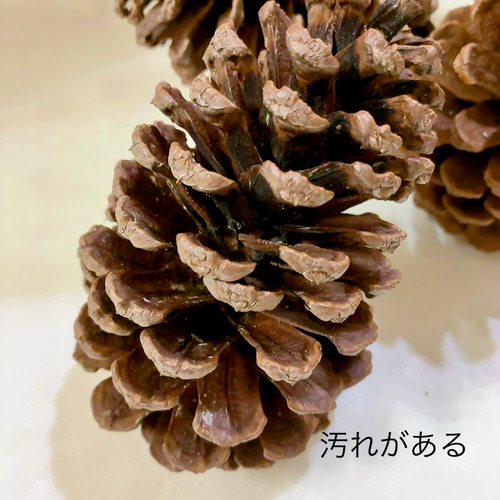 大王松 松ぼっくり ドライフラワー Satsuki 通販 17294774｜Creema