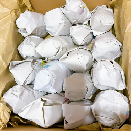 大王松 松ぼっくり ドライフラワー Satsuki 通販 17294774｜Creema