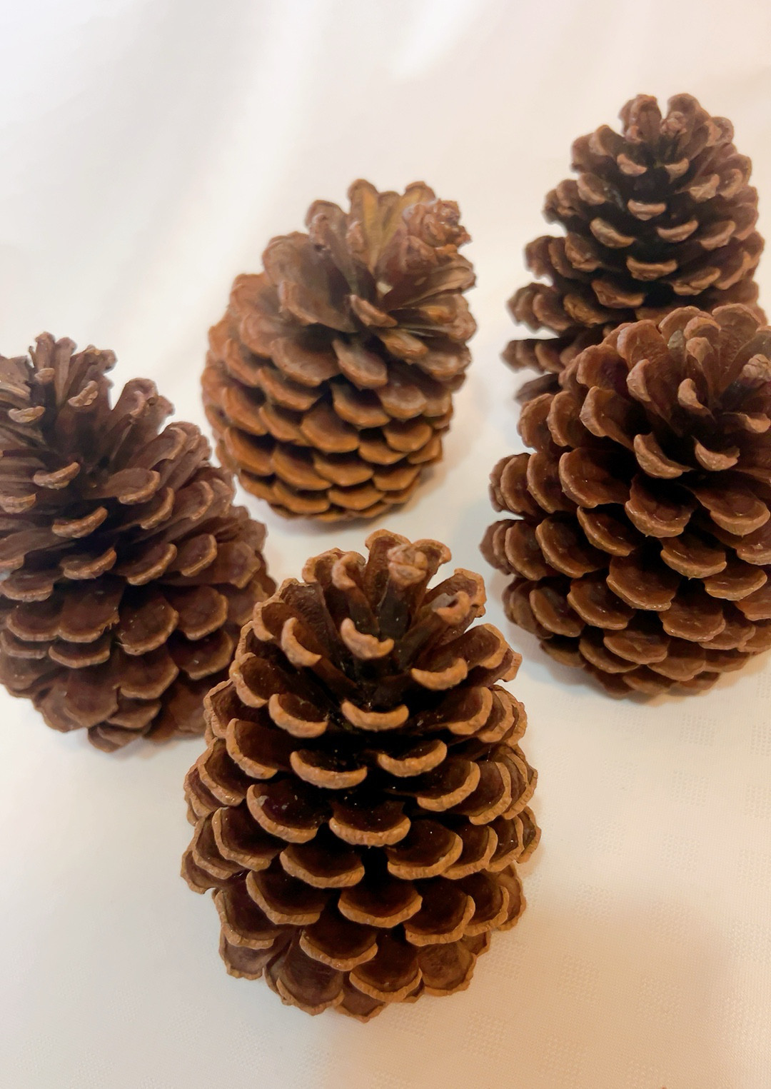 大王松 松ぼっくり ドライフラワー Satsuki 通販 17294774｜Creema