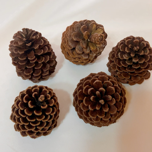 大王松 松ぼっくり ドライフラワー Satsuki 通販 17294774｜Creema