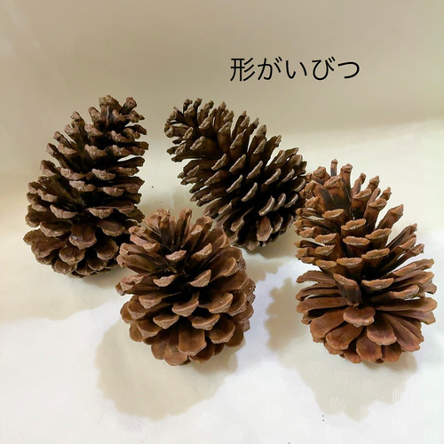 大王松 松ぼっくり ドライフラワー Satsuki 通販 17294774｜Creema