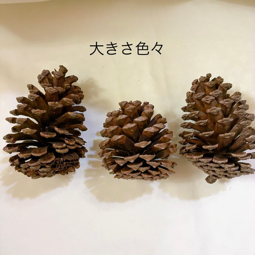 大王松 松ぼっくり ドライフラワー Satsuki 通販 17294774｜Creema