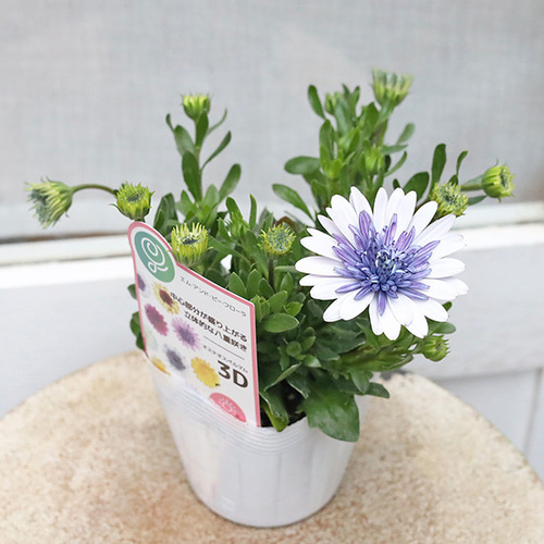 花苗 八重咲き オステオスペルマム 3D ブルースティール 3.5号 多年草