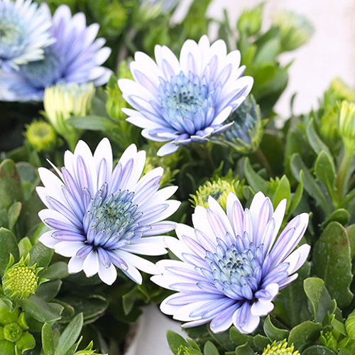 花苗 八重咲き オステオスペルマム 3D ブルースティール 3.5号 多年草