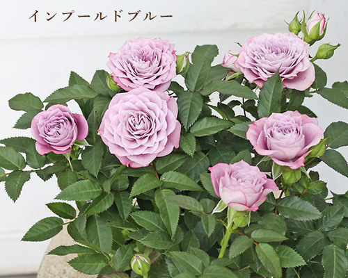 花苗 ミニバラ インプールドブルー コルダ―ナ 3号 多年草 八重咲き