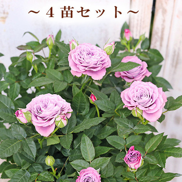 バラ開花苗 バラ苗 ラクラス 超長期開花 矮性 4号接ぎ木（植え替えず11