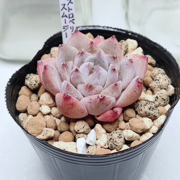 ストロベリーコハク 美群 多肉植物 エケベリア （気が付けばまた 
