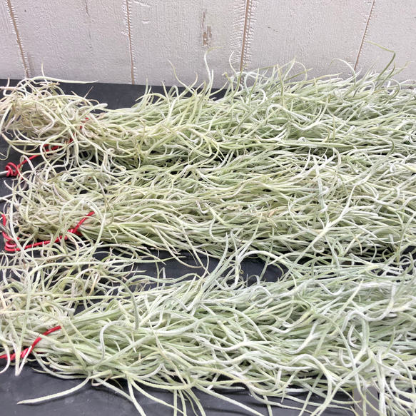まとめ売り！ ウスネオイデス 太葉　Tillandsia usneoides スパニッシュモス 60g×3束 2枚目の画像