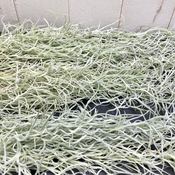 まとめ売り！ ウスネオイデス 太葉　Tillandsia usneoides スパニッシュモス 60g×3束 3枚目の画像