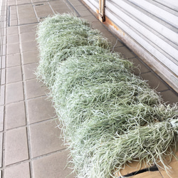 まとめ売り！ ウスネオイデス 太葉　Tillandsia usneoides スパニッシュモス 60g×3束 7枚目の画像