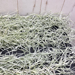 まとめ売り！ ウスネオイデス 太葉　Tillandsia usneoides スパニッシュモス 60g×3束 4枚目の画像