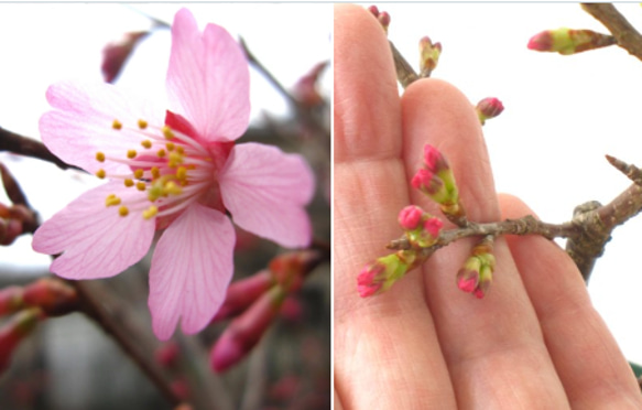 開花中☆おかめ桜B☆早咲き桜☆寿命が長い自根の若木♥6号スリット
