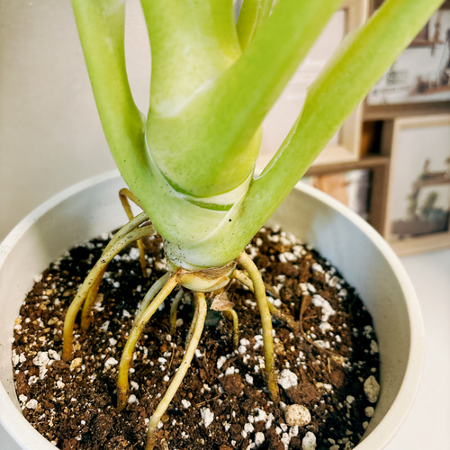 現品］【希少】1番 フィロデンドロン セローム ゴールドリーフ 観葉