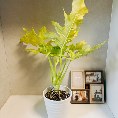 幹立ち フィロデンドロン セローム ゴールドリーフ　ファイバー鉢 お皿付き 幹立ち フィロデンドロン セローム ゴールドリーフ ファイバー鉢 お皿