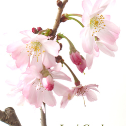 ジュウガツザクラ（十月桜）★２季咲き★自根で寿命が長い★６号スリット鉢植え 1枚目の画像