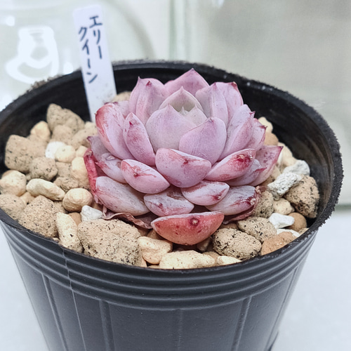 エリークイーン【エケベリア 多肉植物】 多肉植物 エケベリアSKETCH